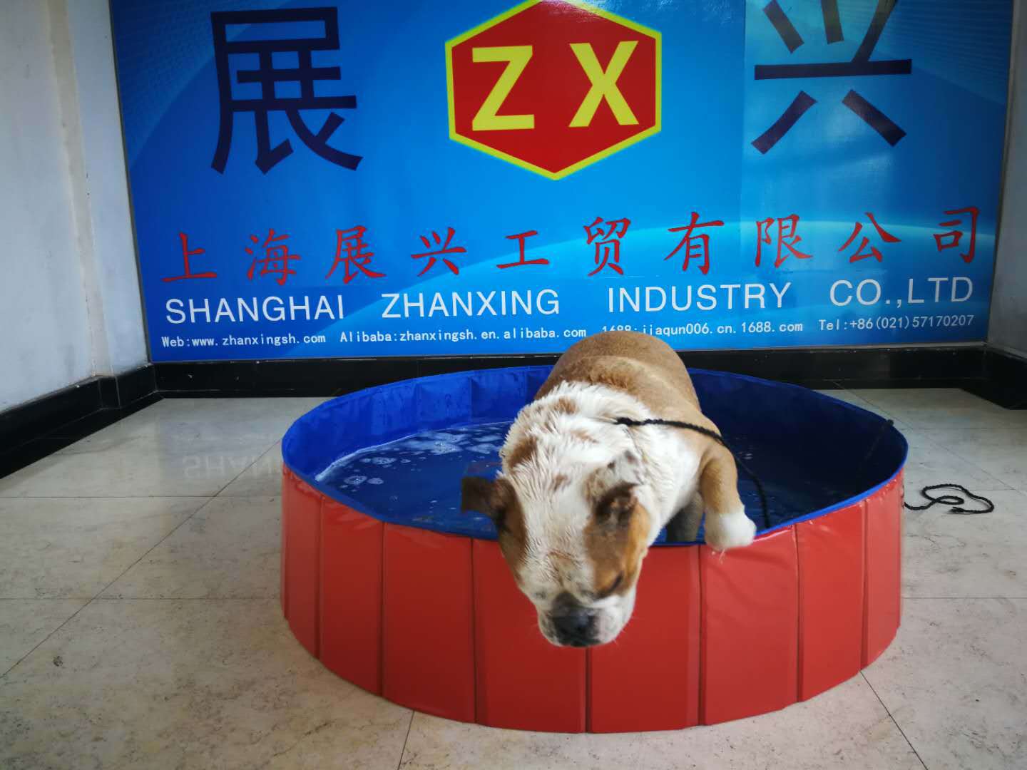 Portable Pet Pool