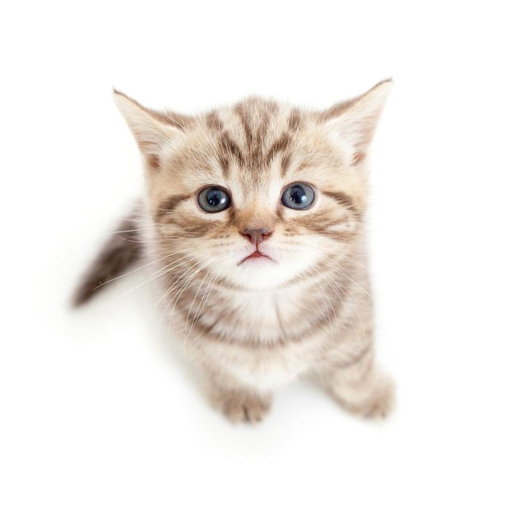 Meow