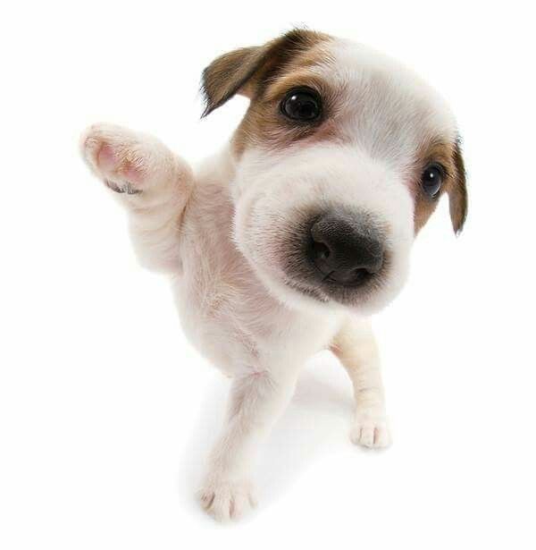 Woof